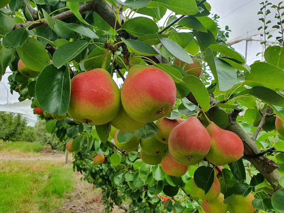 Par soiul Mirandino Rosso - ( Pomi cu coroana pre-formata )
