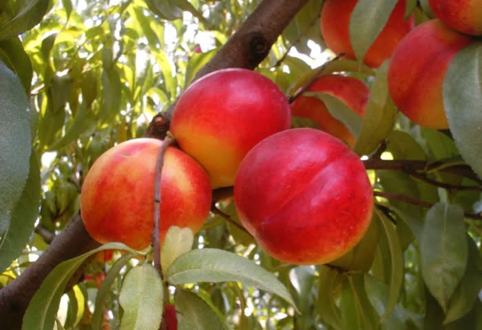 Nectarin soiul Fantasia - ( Pomi cu coroana pre-formata ) - Anul 3