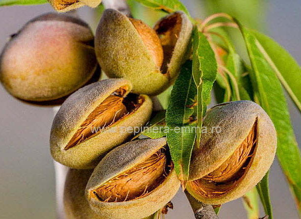Migdal Selectionat - ( Pomi cu coroana pre-formata ) - Anul 2