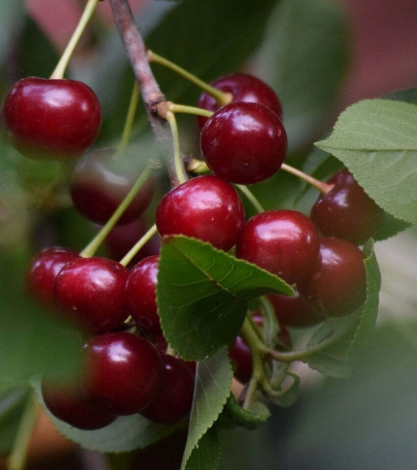 Visin soiul Nana - ( Pomi standard ramificatii cresteri libere )