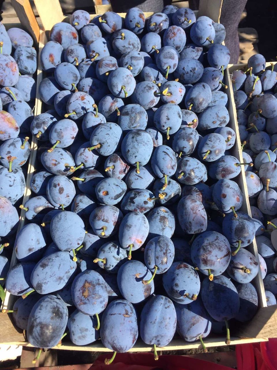 Prun Selectionat - ( foarte productiv )