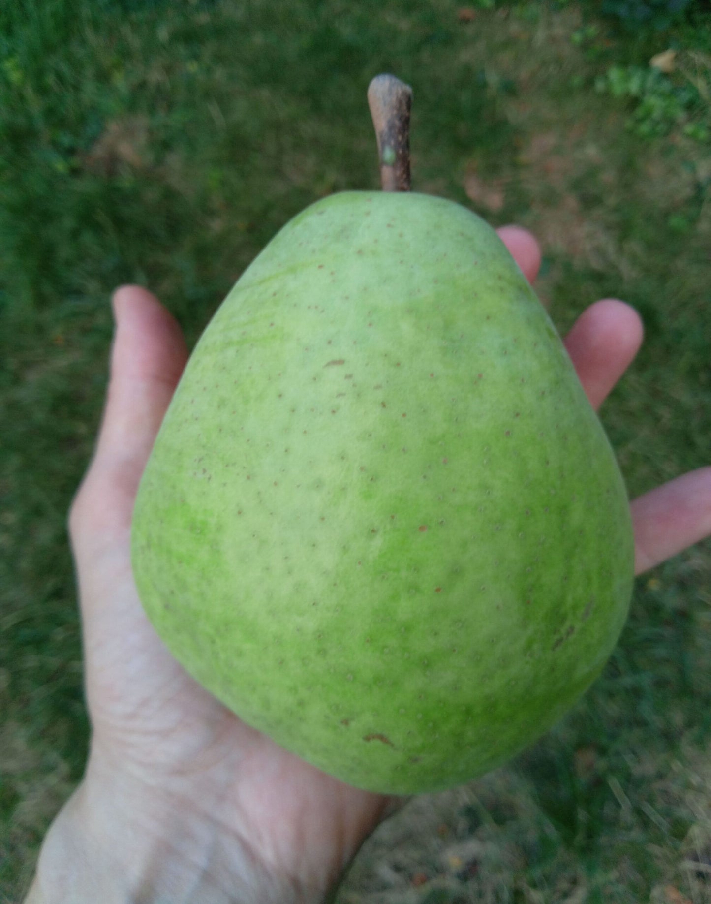 Par soiul Alexander Lucas - ( Pomi cu coroana pre-formata )