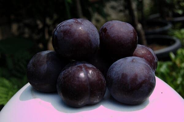 Prun soiul Black Amber - ( Pomi cu coroana pre-formata )