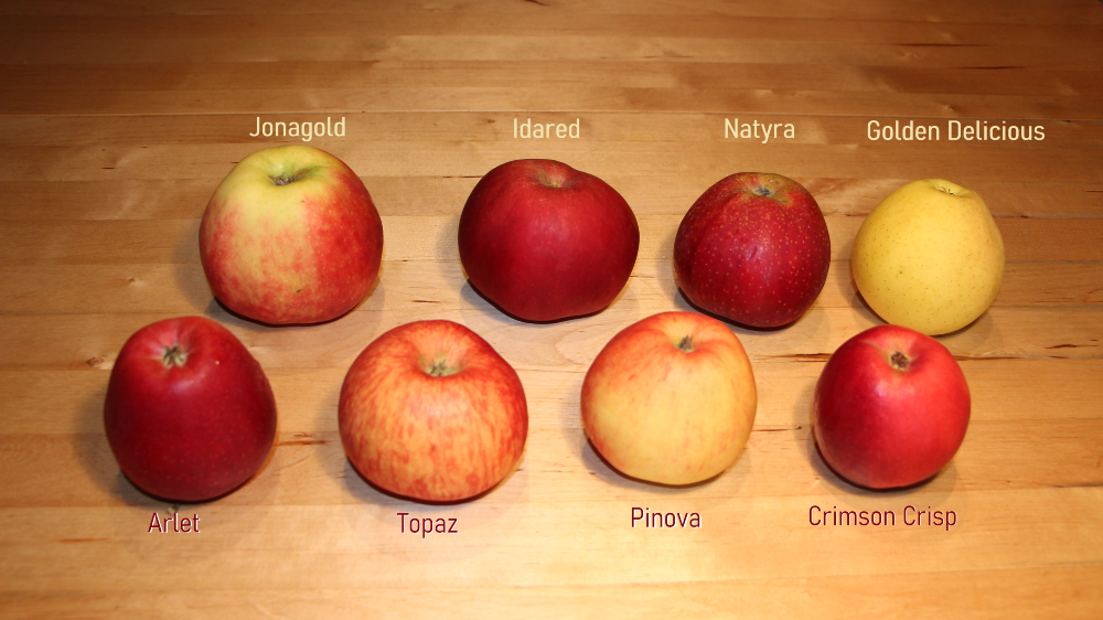 Mar soiul Pinova - ( Pomi standard ramificatii cresteri libere )