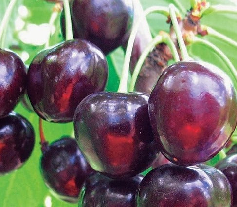 Cires soiul Timpurii de Bistrita