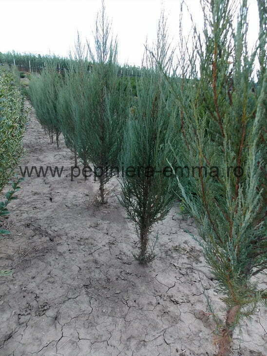 Juniperus Blue Arow - 100 - 130 cm