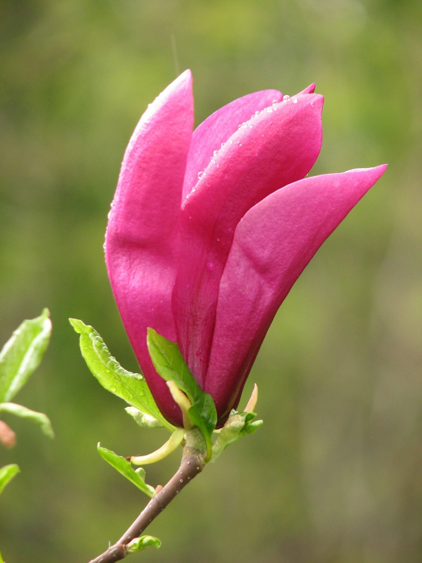 Magnolia Susan ( altoita ) - 40 - 60 cm