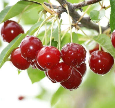 Visin soiul Mocanesti - ( Pomi cu coroana pre-formata )