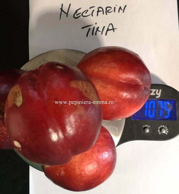 Nectarin soiul Tina