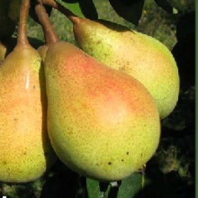 Par soiul Napoca -- ( Pomi cu coroana pre-formata )