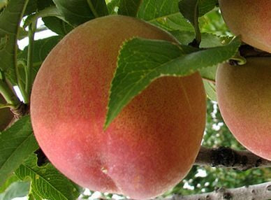 Piersic soiul Redhaven