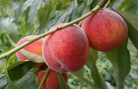 Piersic soiul Cardinal - ( Pomi cu coroana pre-formata )