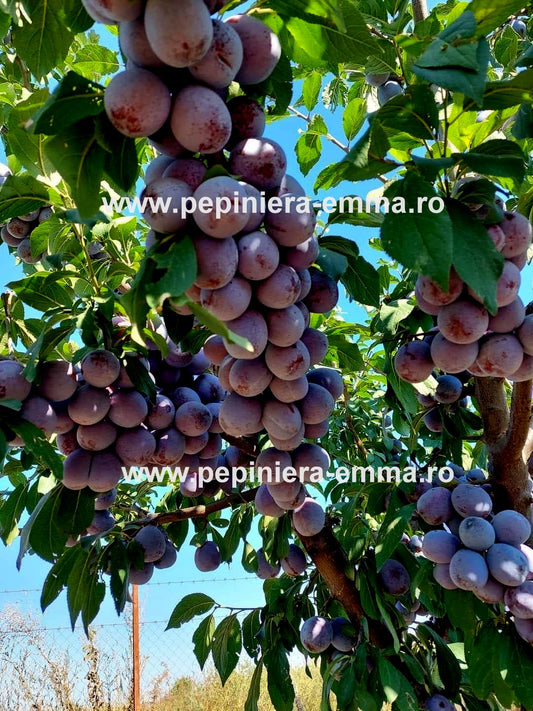 Prun soiul Anna Späth - ( Pomi cu coroana pre-formata )