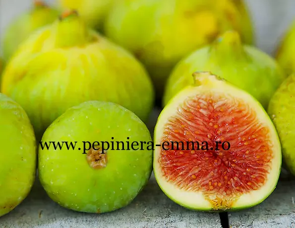 Smochin Selectionat Verde Productiv - Rezistent la ger - Inaltime la livrare 150-170 cm