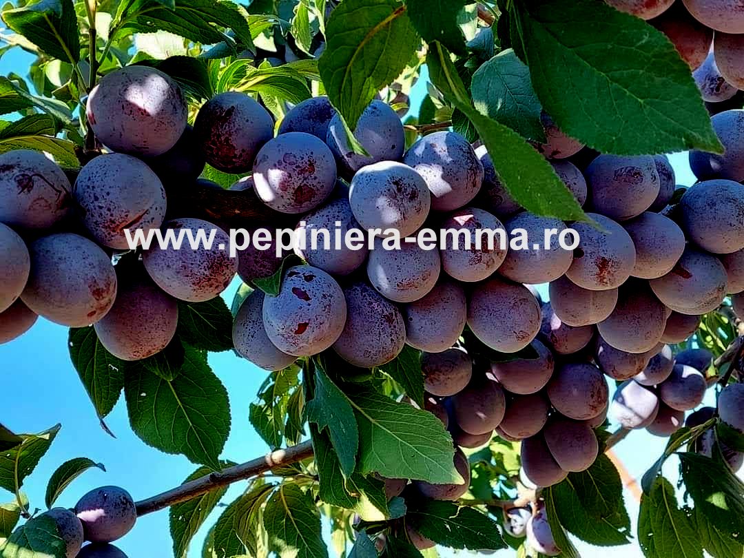 Prun soiul Anna Späth - ( Pomi cu coroana pre-formata )