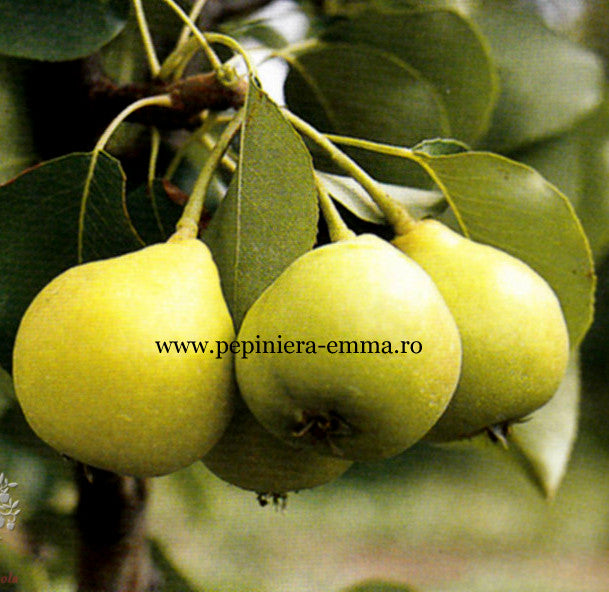 Par soiul Arabitka - ( Fructificare in Iunie )