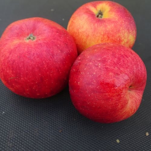 Mar soiul Rubinola - ( Pomi standard ramificatii cresteri libere )