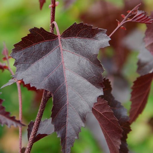 Mesteacan cu frunze rosii - ( Betula pendula purpurea ) - 150 - 200 cm