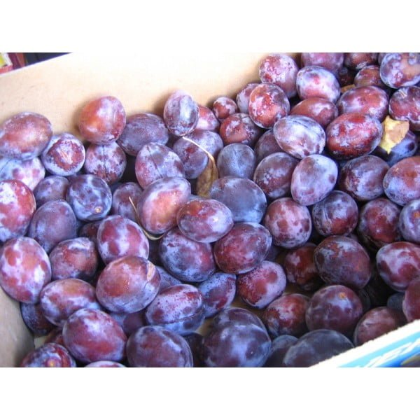 Prun soiul D'agen - ( Pomi standard ramificatii cresteri libere )