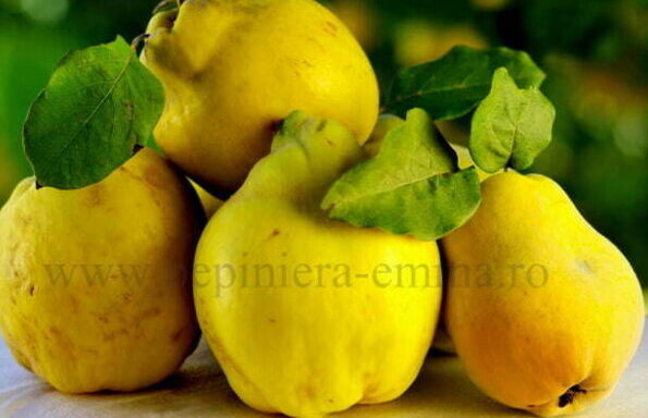 Gutui soiul Beretzki - ( Pomi standard ramificatii cresteri libere )