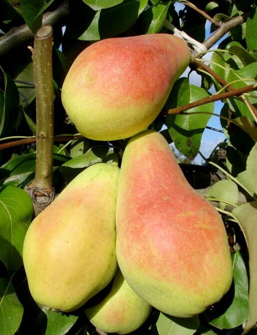 Par soiul Monica - ( Pomi cu coroana pre-formata )