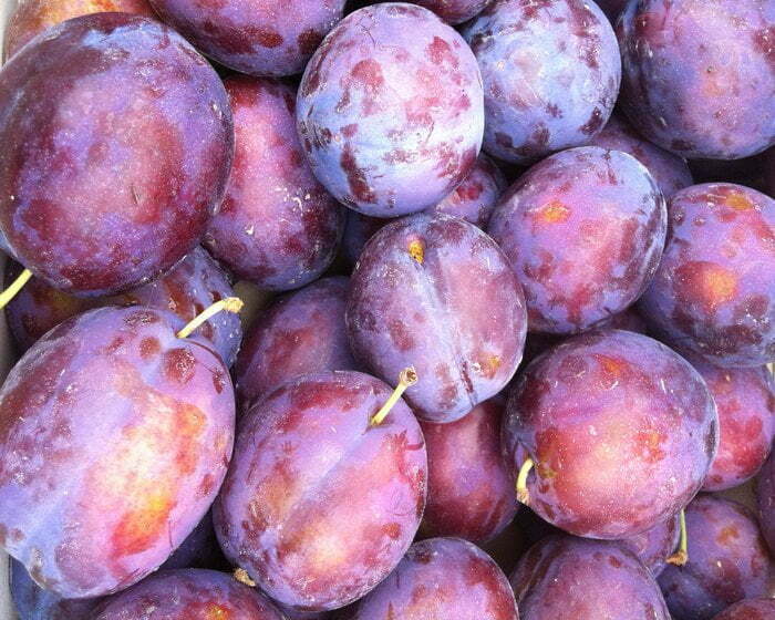 Prun soiul President - ( Pomi standard ramificatii cresteri libere )