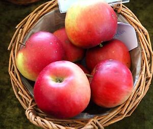 Mar soiul Jonathan - ( Pomi standard ramificatii cresteri libere )