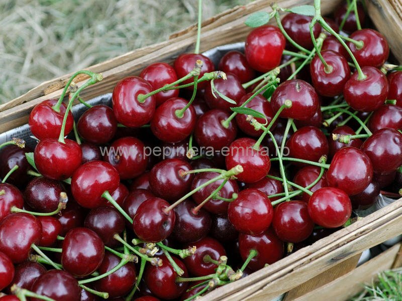 Visin soiul Crisana - ( Pomi cu coroana pre-formata )