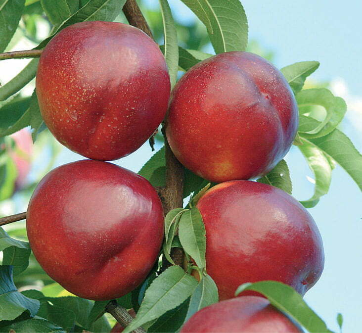 Nectarin soiul Andosa