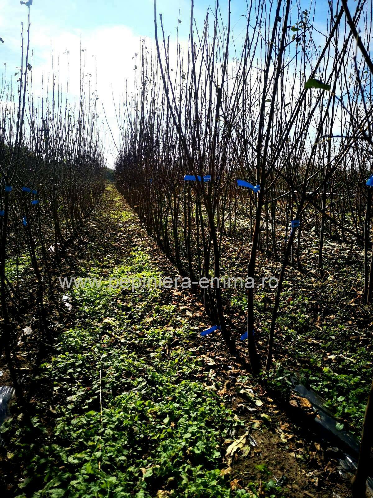 Prun soiul Diana - ( Pomi standard ramificatii cresteri libere )