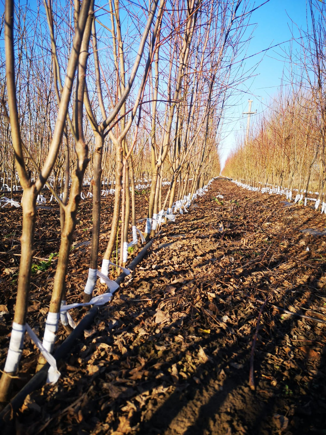 Ghid Complet Pomi Fructiferi 2026 - Tot Ce Trebuie Să Știi Înainte de a Planta