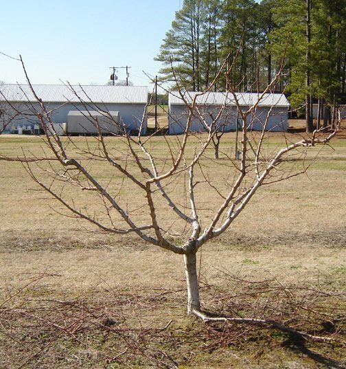 Formarea coroanei la pomii fructiferi în formă de vas clasic, ameliorat ,intarziat si aplatizat
