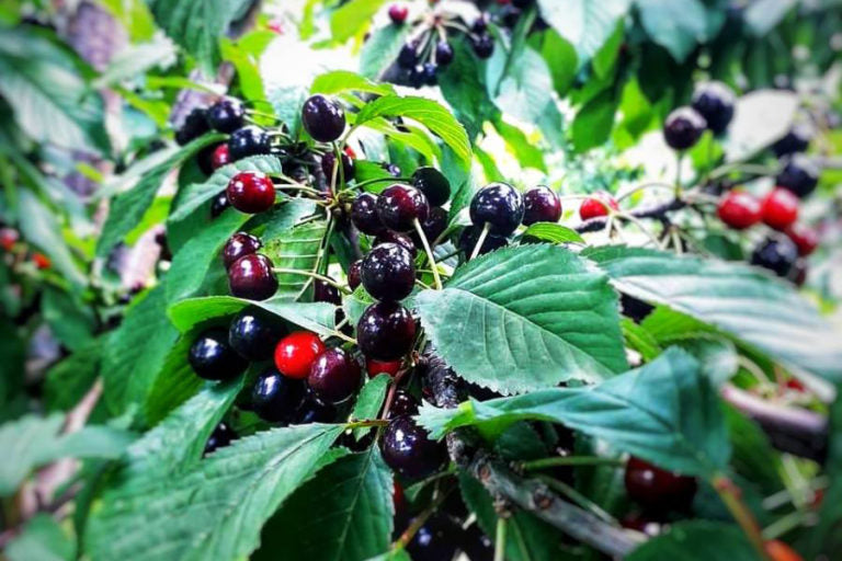 Bătrânul cireș amar, imboldul unei afaceri în pomicultura