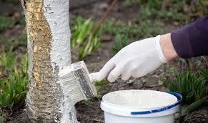 Văruirea Pomilor Fructiferi : Beneficii, Tehnici și Sfaturi Practice