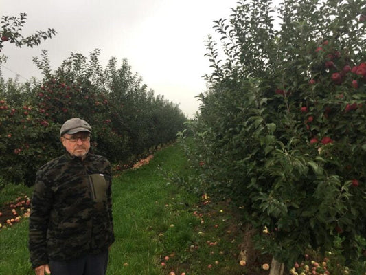 Merele, mândria zonei Fălticeni