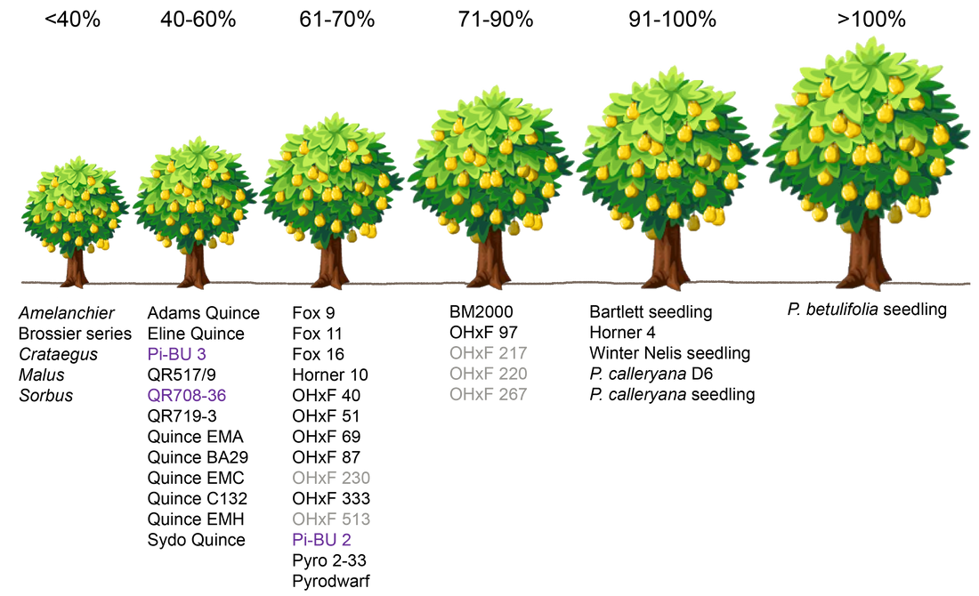 Grafic comparativ al portaltoilor pentru păr - dimensiuni și tipuri de portaltoi de la răsaduri la gute pitice