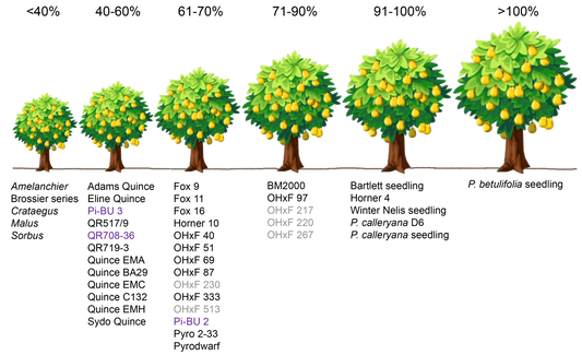 Grafic comparativ al portaltoilor pentru păr - dimensiuni și tipuri de portaltoi de la răsaduri la gute pitice