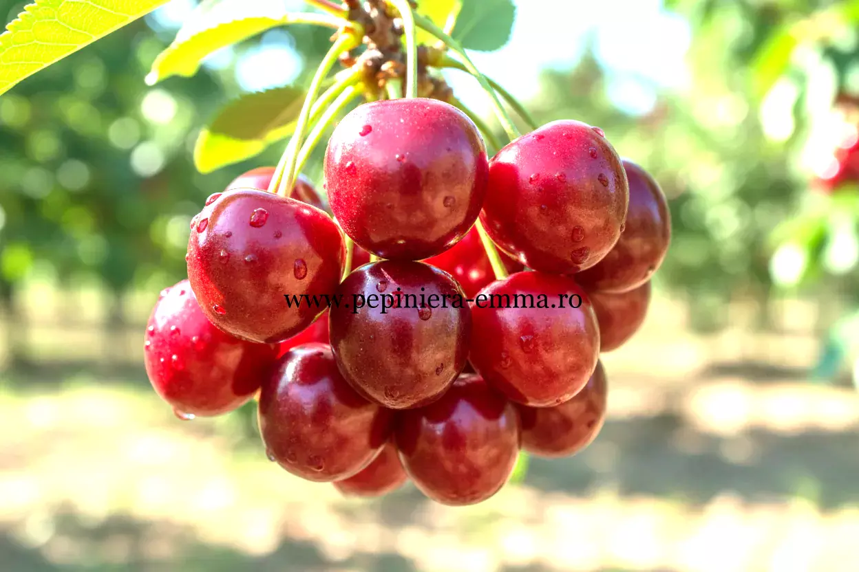 Visin - Apasă pentru a vizualiza toate soiurile