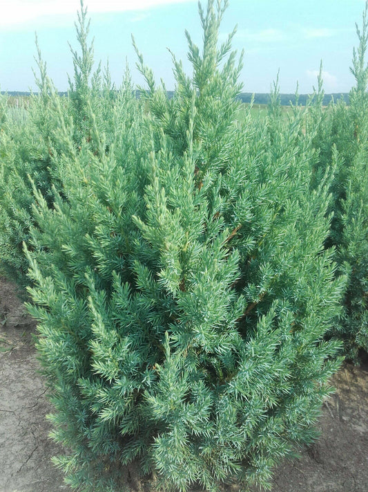 Juniperus Stricta - 40-60 cm - Ridicare din pepiniera