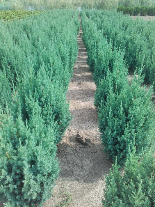 Juniperus Stricta - 40-60 cm - Ridicare din pepiniera
