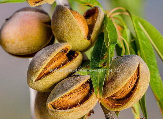 Migdal Selectionat - ( Pomi cu coroana pre-formata ) - Anul 2