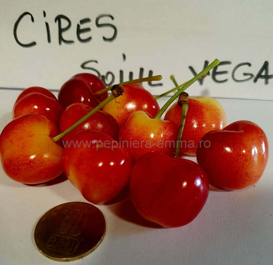 Cires soiul Vega - (pietros 8-11 gr.) - ( Pomi cu coroana pre-formata )