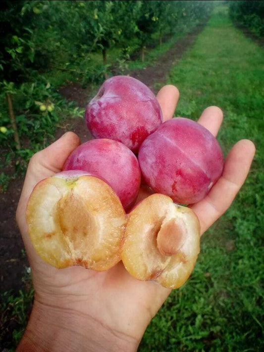 Prun soiul Sermina - ( Pomi cu coroana pre-formata )