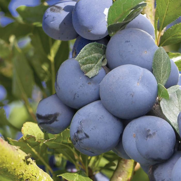 Prun soiul Diana - ( Pomi standard ramificatii cresteri libere )