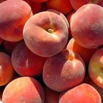 Pomi Fructiferi Altoiti - Peste 65 de soiuri aclimatizate - Pepiniera Emma - Telefon 0767.72.38.38