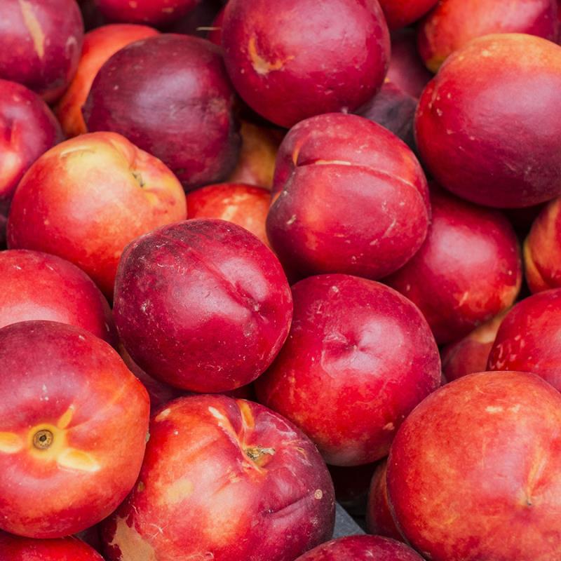 Nectarin soiul Delta - ( Pomi cu coroana pre-formata ) - Anul 3