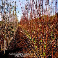 Pomi Fructiferi Altoiti - Peste 65 Soiuri Aclimatizate | Pepiniera Emma