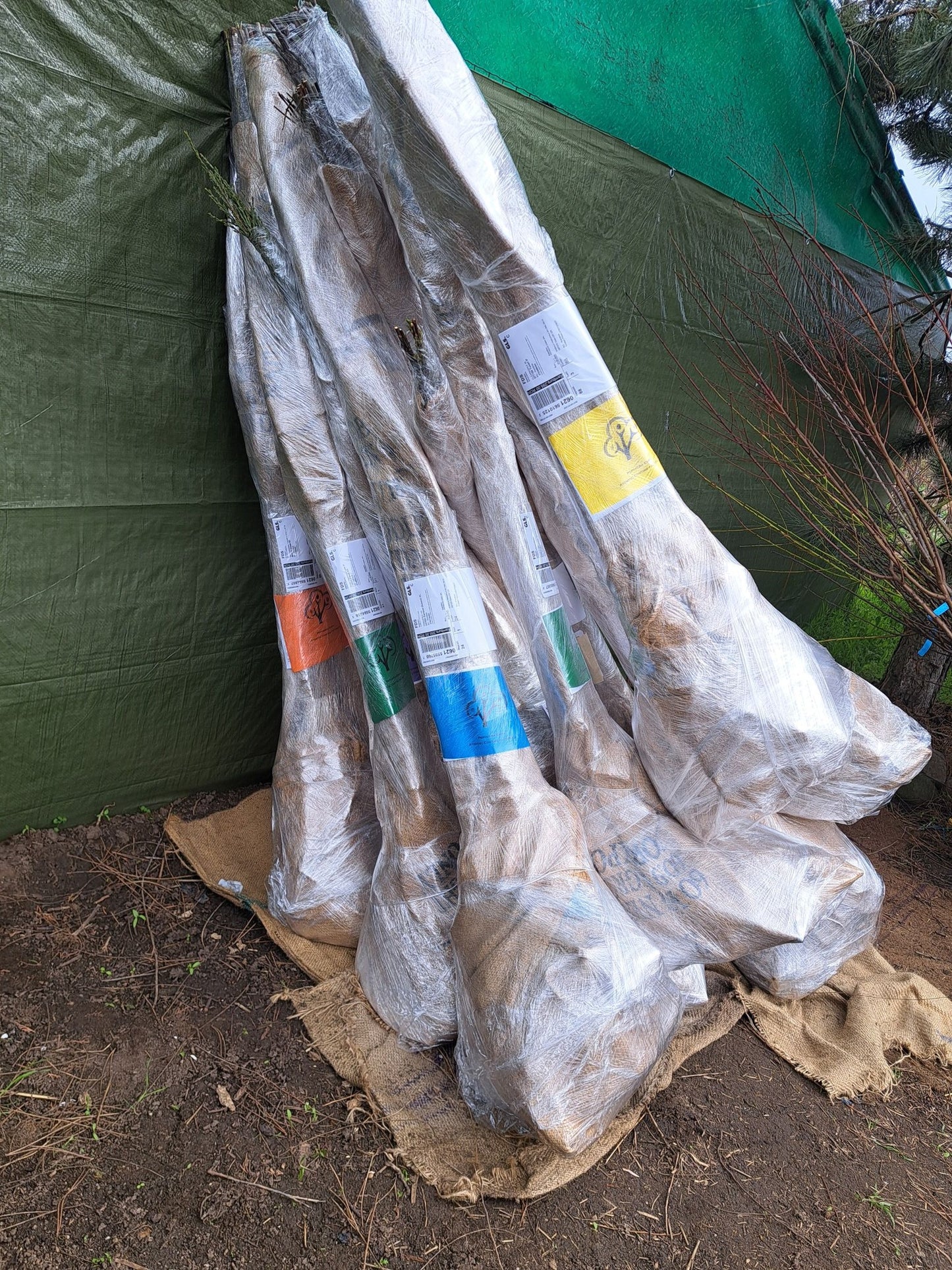 Pomi Fructiferi Altoiti - Peste 65 de soiuri aclimatizate - Pepiniera Emma - Telefon 0767.72.38.38