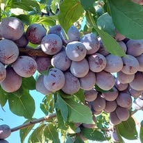 Pomi Fructiferi Altoiti - Peste 65 de soiuri aclimatizate - Pepiniera Emma - Telefon 0767.72.38.38