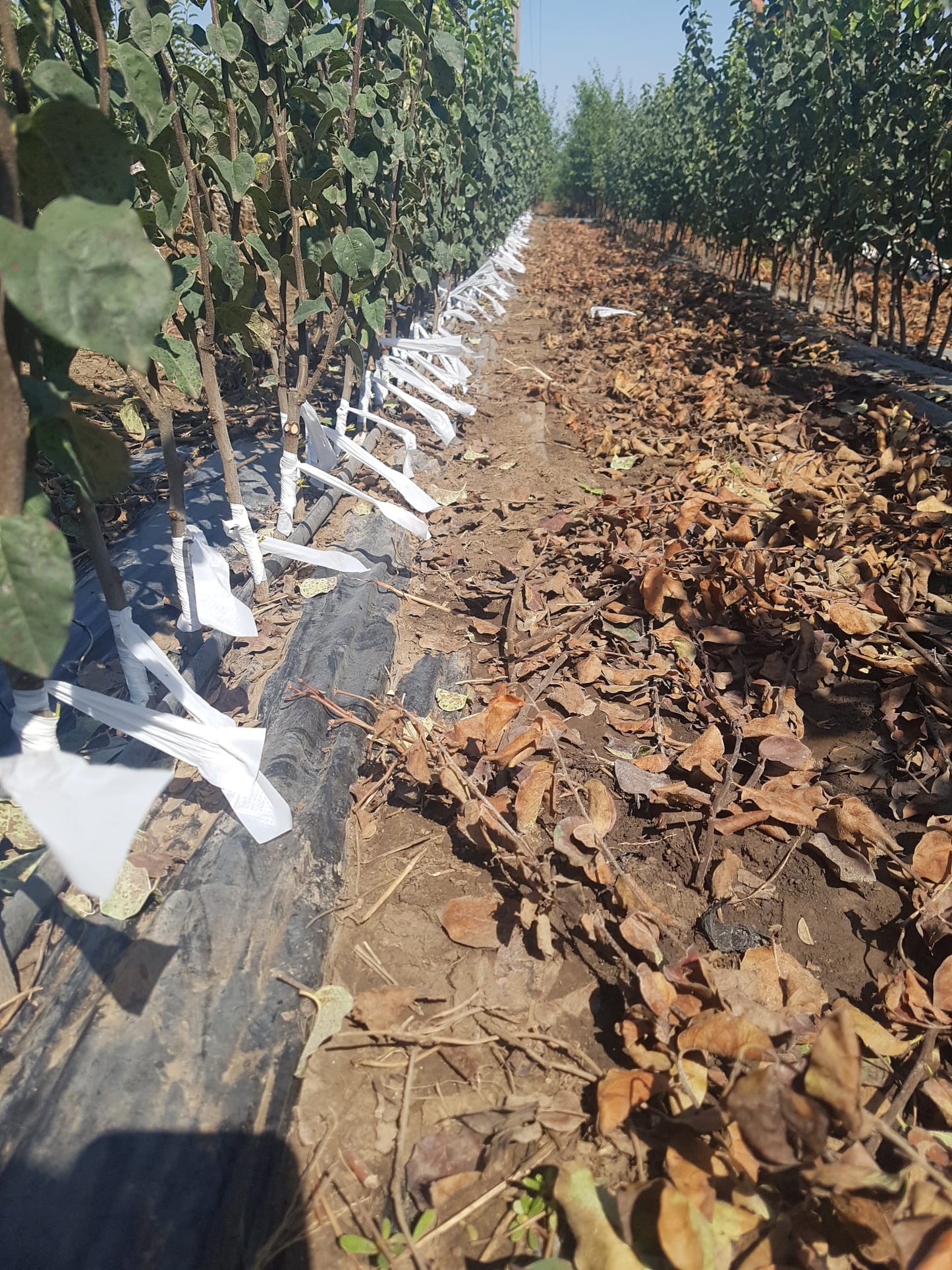 Pomi Fructiferi Altoiti - Peste 65 de soiuri aclimatizate - Pepiniera Emma - Telefon 0767.72.38.38